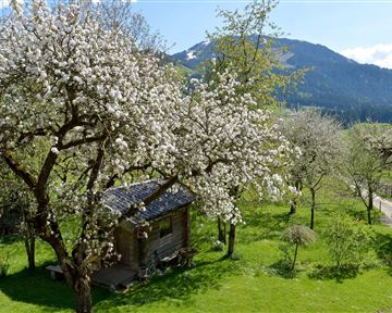 A charming wooden cottage surrounded by blossoming fruit trees. In the background, gentle hills and a clear blue sky can be seen.