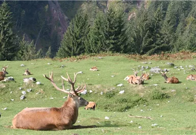 Hirsch
