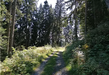 Going_Hollenau_Astberg_Weg Nr7_Wilder Kaiser