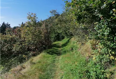 Going_Wandern_Hollenauer Kreuz Runde_Weg Nr6_Wilder Kaiser