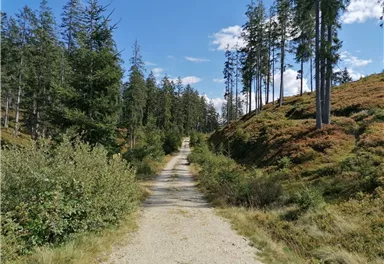 Going_Wandern_Rauher_Kopf_Weg_Nr9_Sommer2021_Daniela_Pfeiler (5).jpg