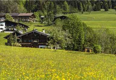 Going_Wiese, Feld, Landschaft_Wilder Kaiser
