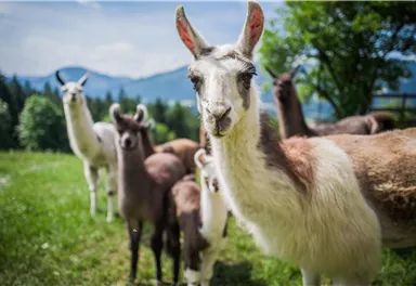 Lama_Familie
