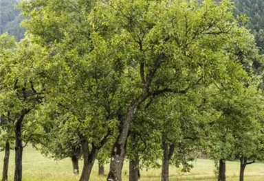 Landschaft Söll