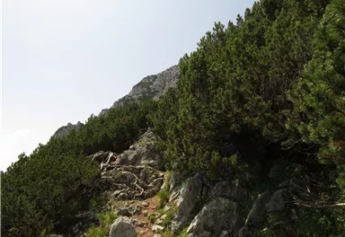 Scheffau_Aufstieg Scheffauer_Wilder Kaiser