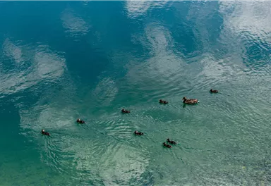 Scheffau_Hintersteiner See_Enten_Wilder Kaiser