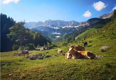Scheffau_Kaiseralm-Runde_Wegscheid_Wilder Kaiser
