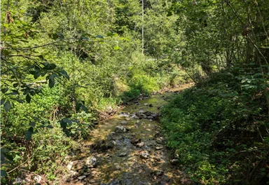 Scheffau_Kneippweg_Bach_Sommer