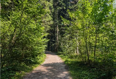 Scheffau_Kneippweg_Waldweg_Sommer