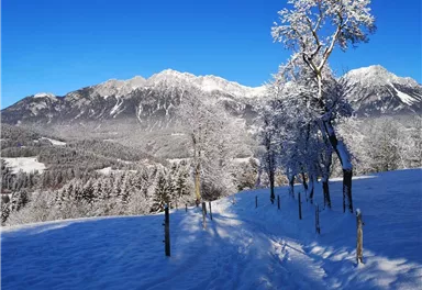 Scheffau_Soell_Kaiserblick-Winterrunde_Forstweg_Heisen_Wilder Kaiser