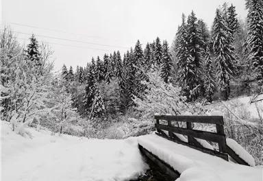 Scheffau_Winter-Rehbachrunde_Forstweg_Wilder Kaiser