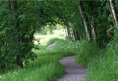 Soell_Schattseitweg_TVB Wilder Kaiser.jpg
