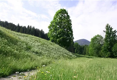 schattseitbaum.jpg